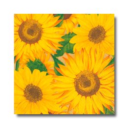 Caspari servietter, Solsikke, frokoststr. 20 stk.