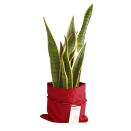 Papirpotteskjuler, rd, 1 stk.